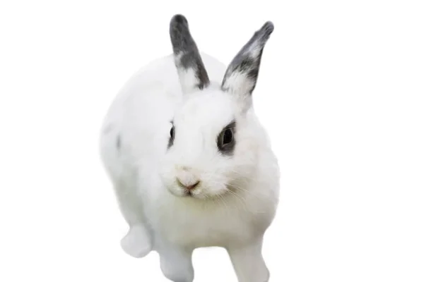 可爱有趣的蓬松动物兔子外观 — 图库照片