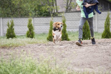 Mutlu komik av köpeği ve bir çocuk bahçede koşuyorlar.