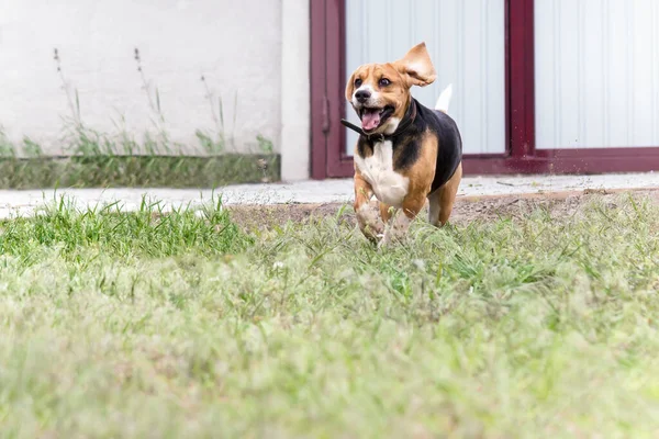 Mutlu Komik Köpeği Bahçede Koşuyor — Stok fotoğraf