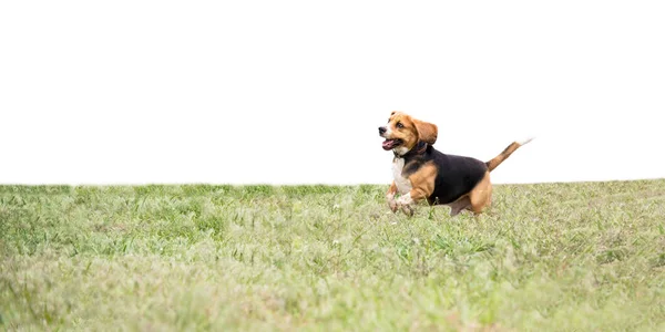 Χαρούμενο Αστείο Σκυλί Beagle Τρέχει Στον Κήπο Στη Φύση — Φωτογραφία Αρχείου