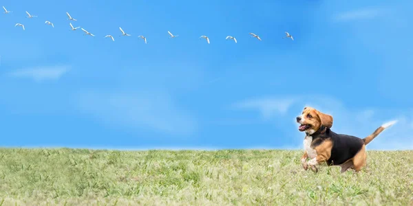 happy funny beagle dog runs after a flock of swans in the garden on nature