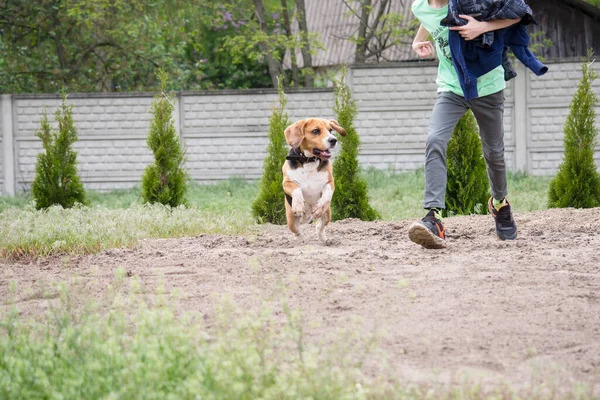 Feliz Engraçado Cão Beagle Com Menino Correr Jardim Natureza — Fotografia de Stock