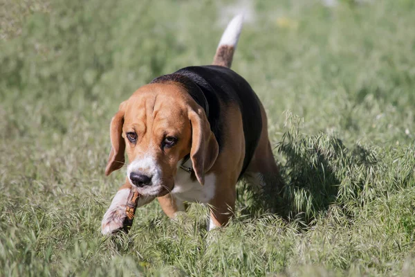 funny beagle dog plays in the summer in the grass in the village