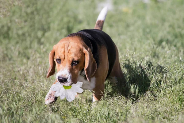 Αστείο Σκυλί Beagle Παίζει Καλοκαίρι Στο Γρασίδι Στο Χωριό — Φωτογραφία Αρχείου