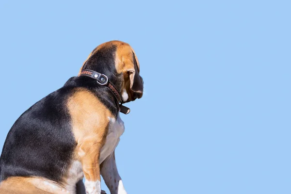 Lindo Perro Beagle Mira Naturaleza Pueblo Verano — Foto de Stock