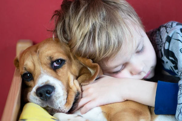 Menino Abraços Seu Amigo Beagle Cão Sonho — Fotografia de Stock