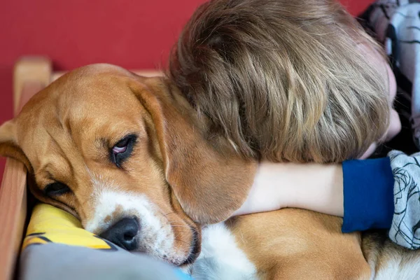 男孩在梦中拥抱他的朋友小猎犬 — 图库照片