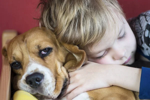 Menino Abraços Seu Amigo Beagle Cão Sonho — Fotografia de Stock