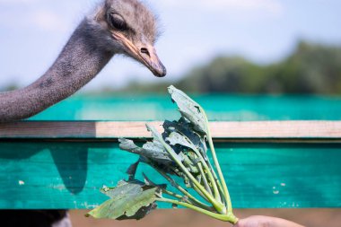 Yazın köyde bir çiftlikte devekuşu.