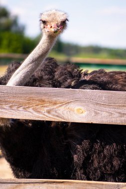 Yazın köyde bir çiftlikte devekuşu.
