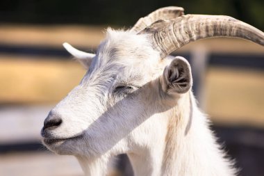 Yazın köyde bir çiftlikte komik bir keçi