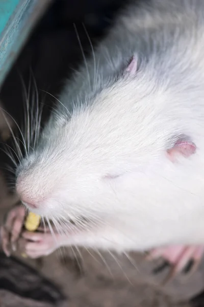 Rat Musqué Drôle Eau Sur Une Ferme Dans Village Été — Photo