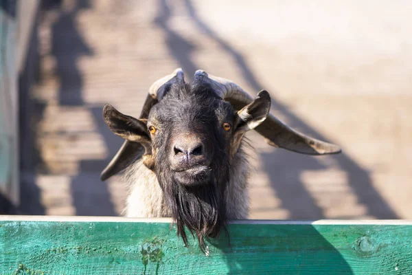 Legrační Koza Farmě Vesnici Létě — Stock fotografie