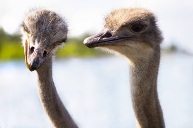 Yazın köydeki bir aile çiftliğinde devekuşu.
