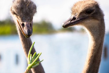 Yazın köydeki bir aile çiftliğinde devekuşu.