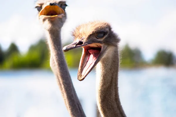 funny ostrich on a family farm in the village in summer