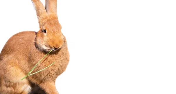 Funny Bunny Family Farm Village Summer — Stock Photo, Image