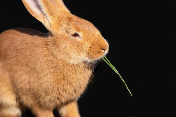 Funny Bunny Family Farm Village Summer — Stock Photo, Image