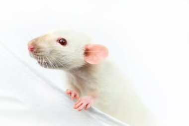 Beyaz arka plan, beyaz arka plan, ilginç beyaz sıçan görünümlü