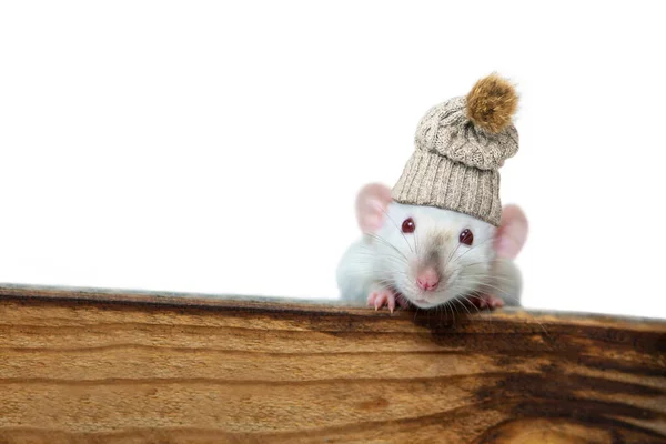 Śmieszne Szczury Dzianinie Kapelusz Wygląda Zainteresowaniem Zza Drewnianej Deski Białym — Zdjęcie stockowe