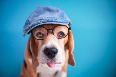 Komik av köpeği kafası şapkalı ve gözlüklü