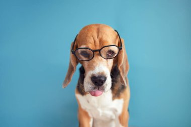 Gözlüklü komik av köpeği kafası