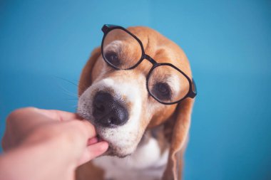 Gözlüklü komik av köpeği kafası