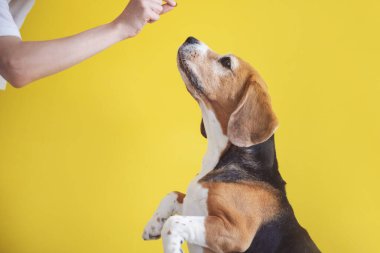 Av köpeği yemek ve köpek eğitimi ister.
