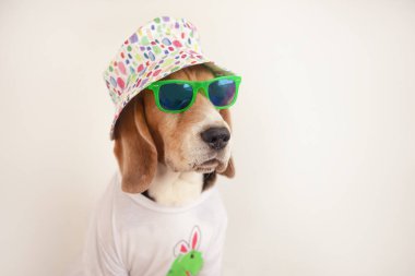 Komik av köpeği kafası görünüşlü