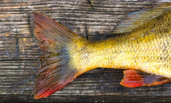 Рыбный Хвост Деревянном Фоне — стоковое фото