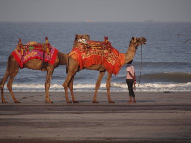 Sahilde deve sürmek 