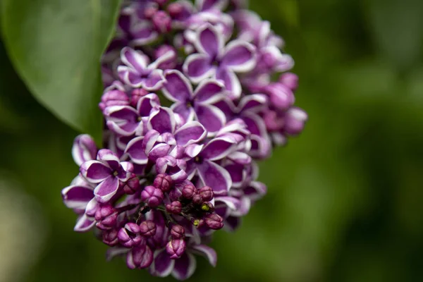 Flores Lilás Roxas Fechar — Fotografia de Stock
