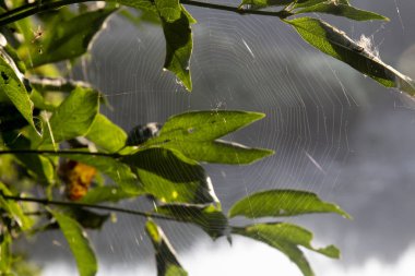 örümcek ağı dalı