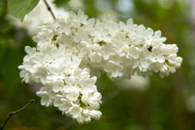 Bahçede beyaz çiçekler