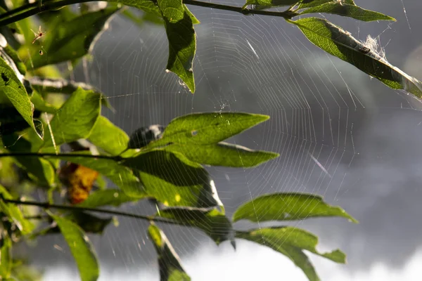 örümcek ağı dalı