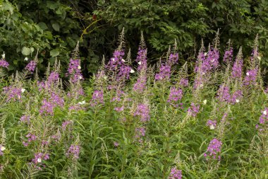 pembe çiçekler üzerinde beyaz kelebekler