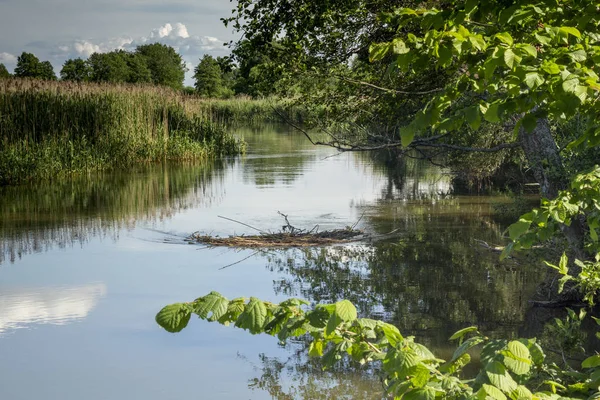 bir orman nehrinin sakin sularında sazlık ve ağaçların yansıması