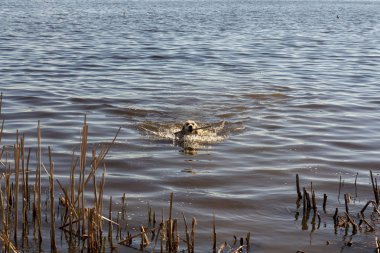 Bir altın Retriever güneşli bir bahar sabahı sudan bir sopa alır