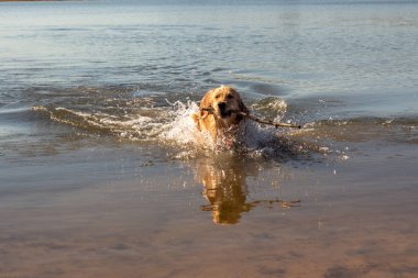 Bir altın Retriever güneşli bir bahar sabahı sudan bir sopa alır