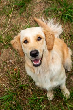 neşeli altın Retriever çim arka planda kameraya bakıyor