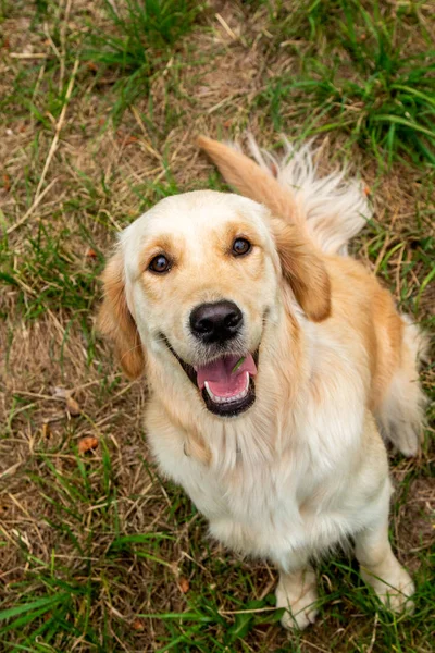 Joyeux Golden Retriever Regarde Dans Caméra Sur Fond Herbe — Photo