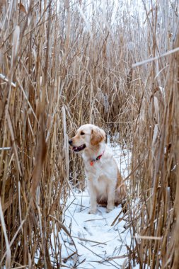 Golden Retriever kış aylarında kuru cattail kalınlarında gizler