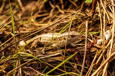 Saklanan küçük kertenkele, kuru otların arka planında birleşiyor..