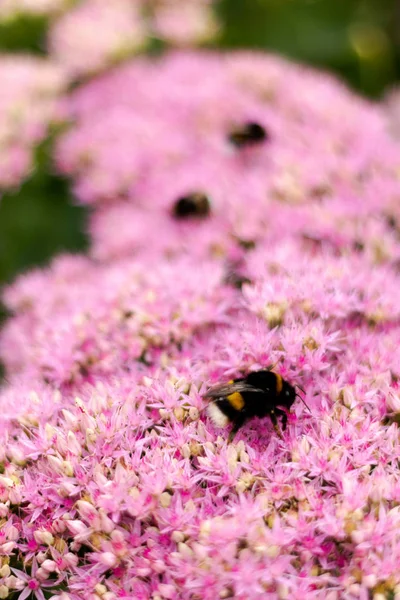 Bumblebee Recolhe Néctar Mel Flores Rosa Brilhantes — Fotografia de Stock