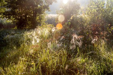 Örümcek ağları şafak ta çimenlerde çiy ağırlığı altında sarkma.