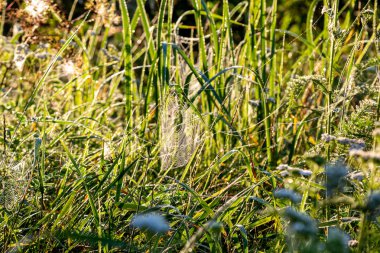 Örümcek ağları şafak ta çimenlerde çiy ağırlığı altında sarkma.