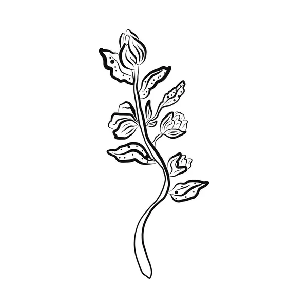 Vector Botanical illustration of a plant branch. Hand-drawn flower in black and white with a fine brush.For registration of invitations, organic products, advertising of farm products — Stock Vector