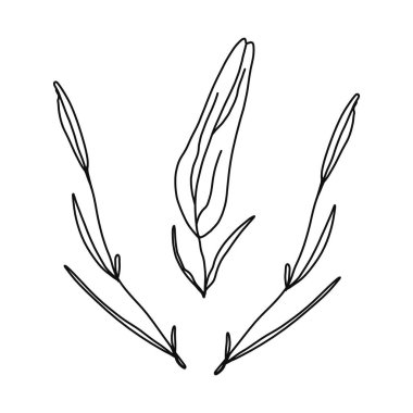 Vektör dalları ve yaprakları. El çizimi çiçek elementleri. Klasik botanik çizimler