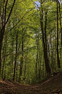 rahat bir orman geçidi