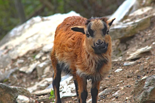 Bir Keçi Portresi — Stok fotoğraf